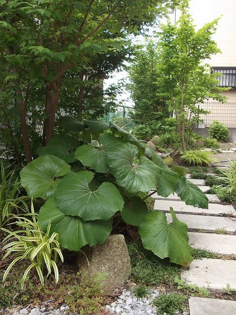 築3年の「健康住宅「呼吸する家」」こだわりのお庭が新緑満開